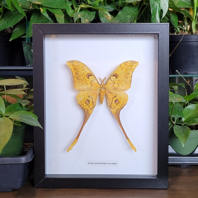 Indonesian Moon Moth in Frame