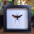 Tarantula Hawk in Frame