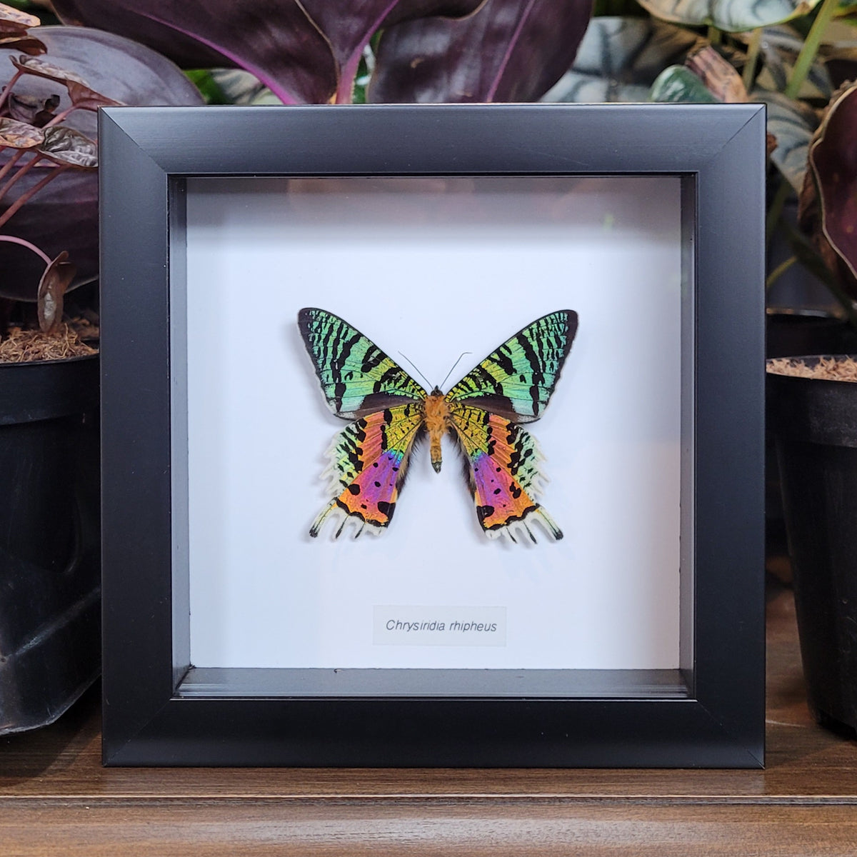 Madagascan Sunset Moth in Frame