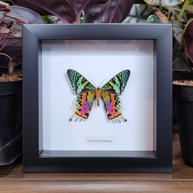 Madagascan Sunset Moth in Frame