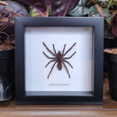Java Yellow Knee Tarantula in Frame