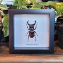 Fighting Giant Stag Beetle in Frame