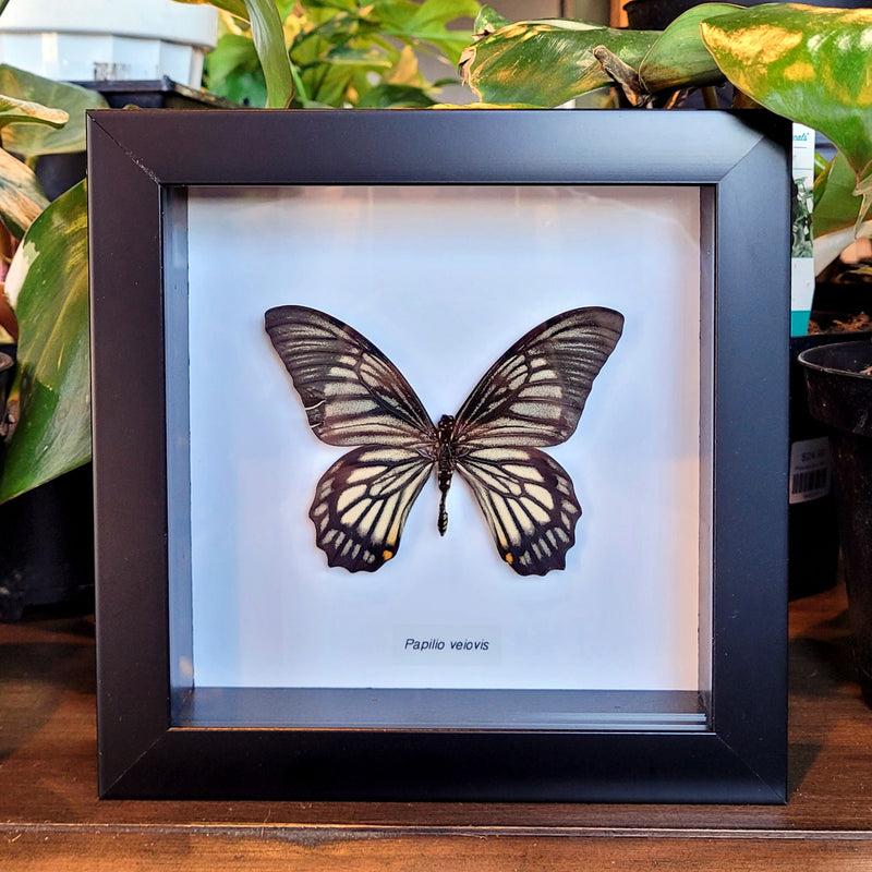 Papilio veiovis in Frame