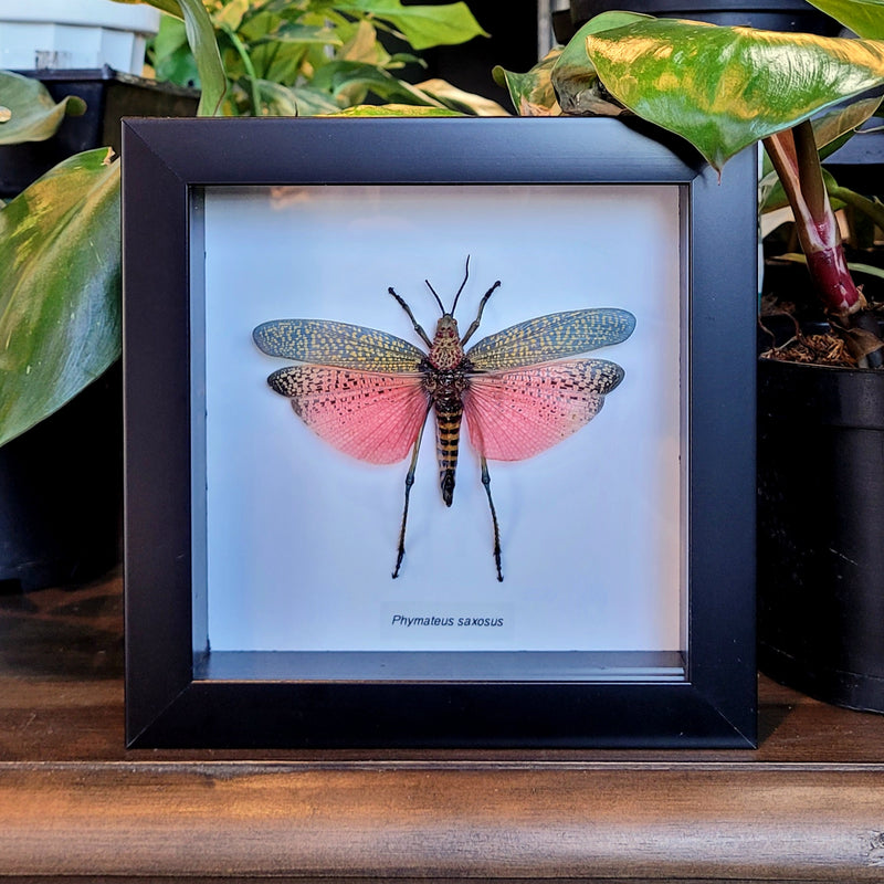 Phymateus saxosus Grasshopper in Frame