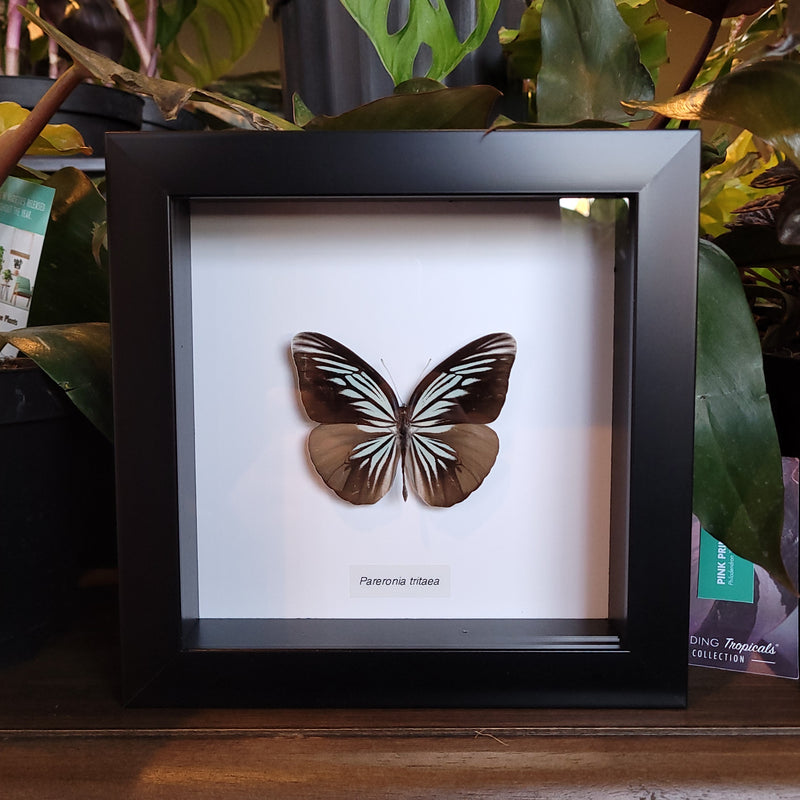 Wanderer Butterfly In Frame