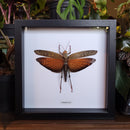 Giant Grasshopper in Frame