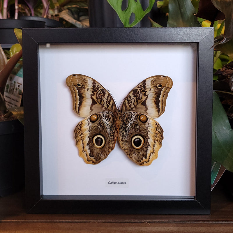 Yellow-edged Giant Owl Butterfly in Frame