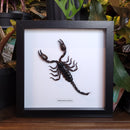 Vietnam Forest Scorpion in Frame