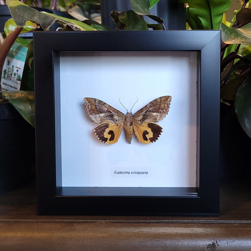 Fruit-piercing Moth in Frame