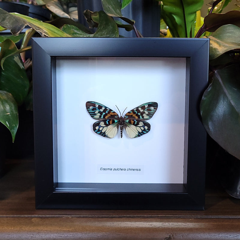 Burnet Moth in Frame