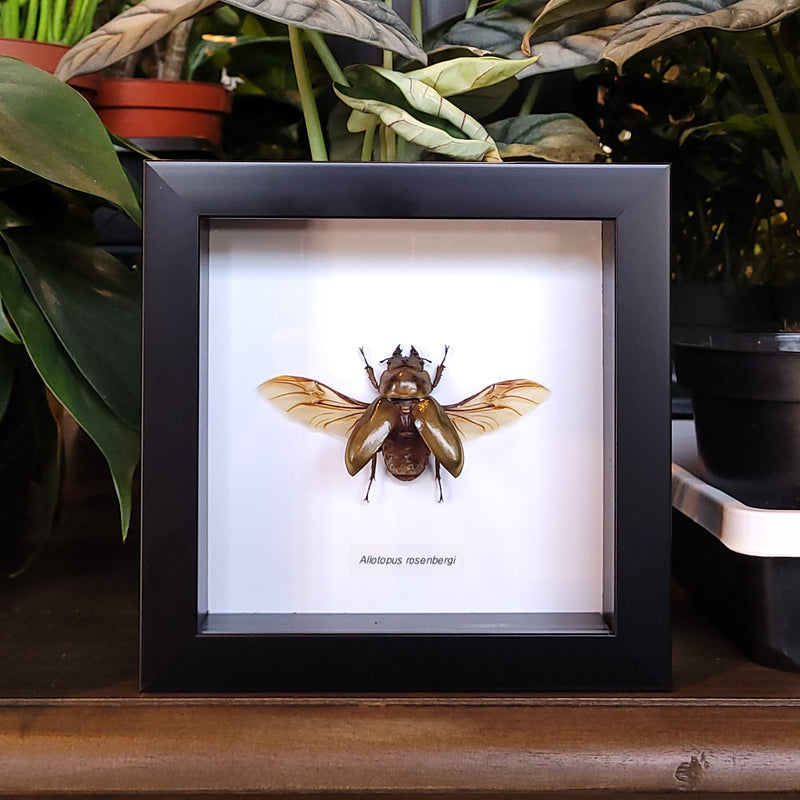 Golden Stag Beetle in Frame