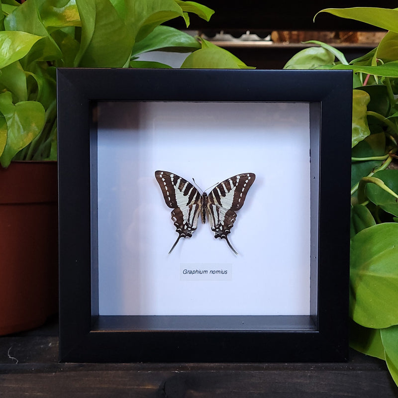 Spot Swordtail Butterfly in Frame