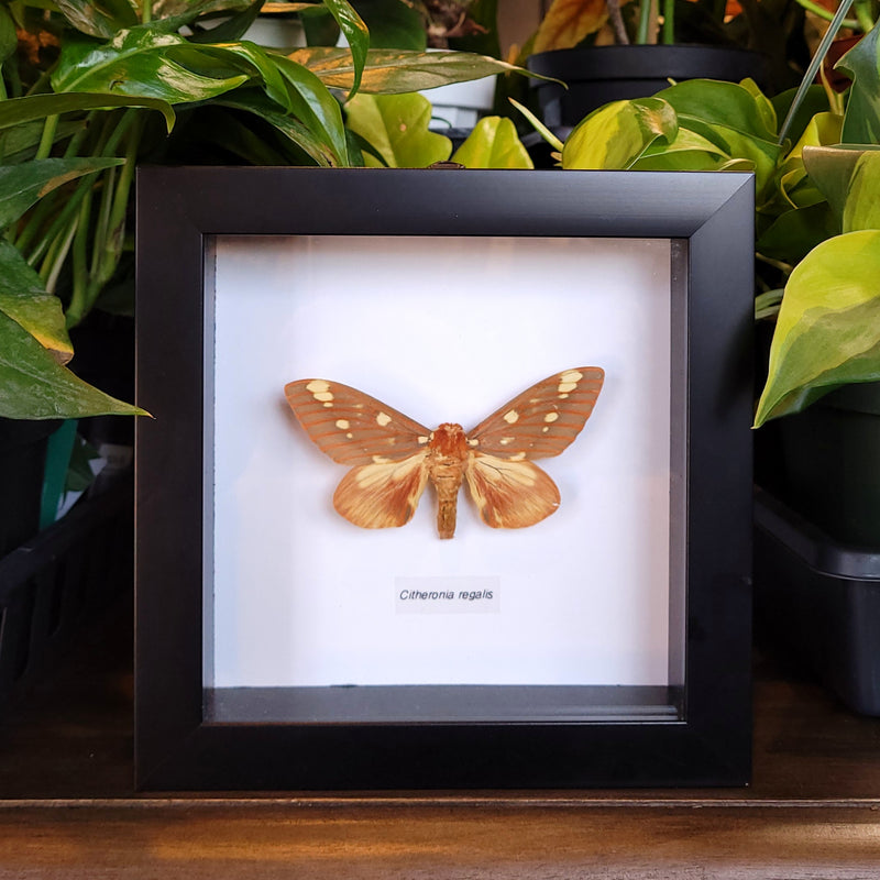 Royal Walnut Moth in frame