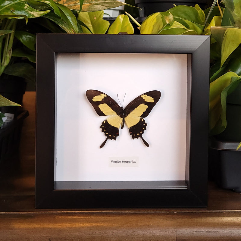 Torquatas Swallowtail Butterfly in Frame
