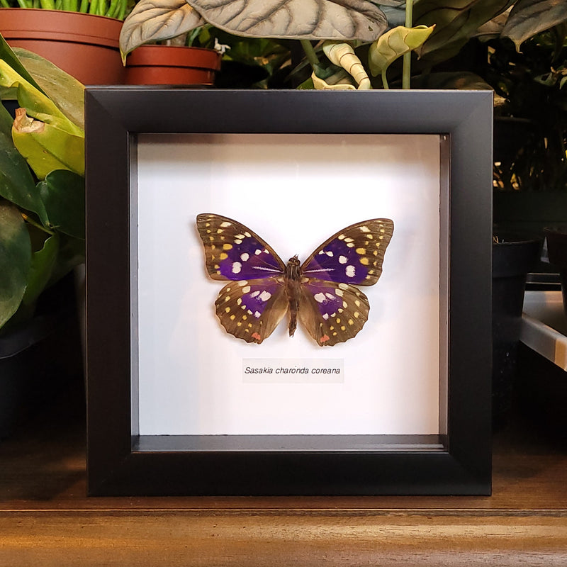 Sasakia charonda Butterfly in Frame
