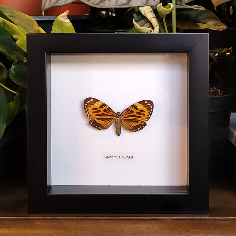 Numata Longwing Butterfly in Frame