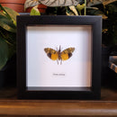 Dark-Horned Lantern-fly in Frame