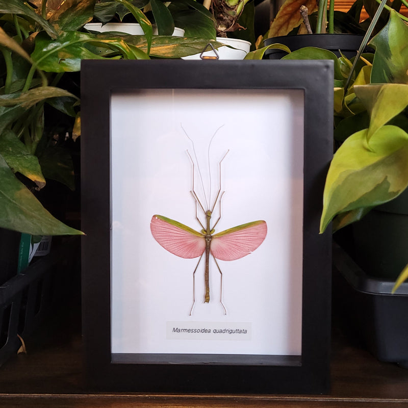 Pink Asian Stick Insect  in Frame