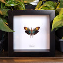 Blue Lanternfly in Frame