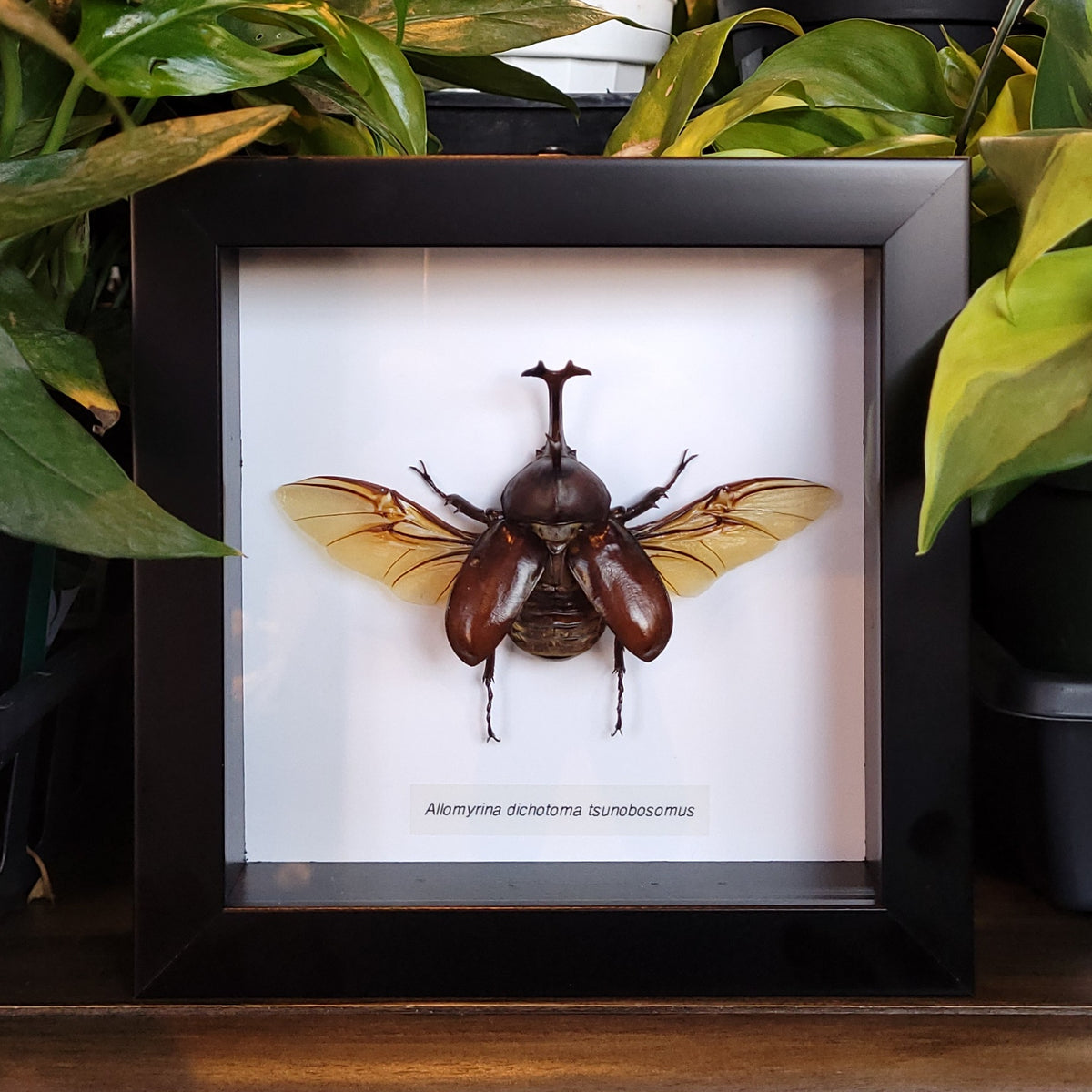 昆虫標本。8 HORN RHINOCEROS BEETLE . 20240223-151232_1200x.jpg?v=