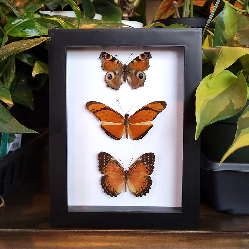 Orange Butterfly Collection in Frame