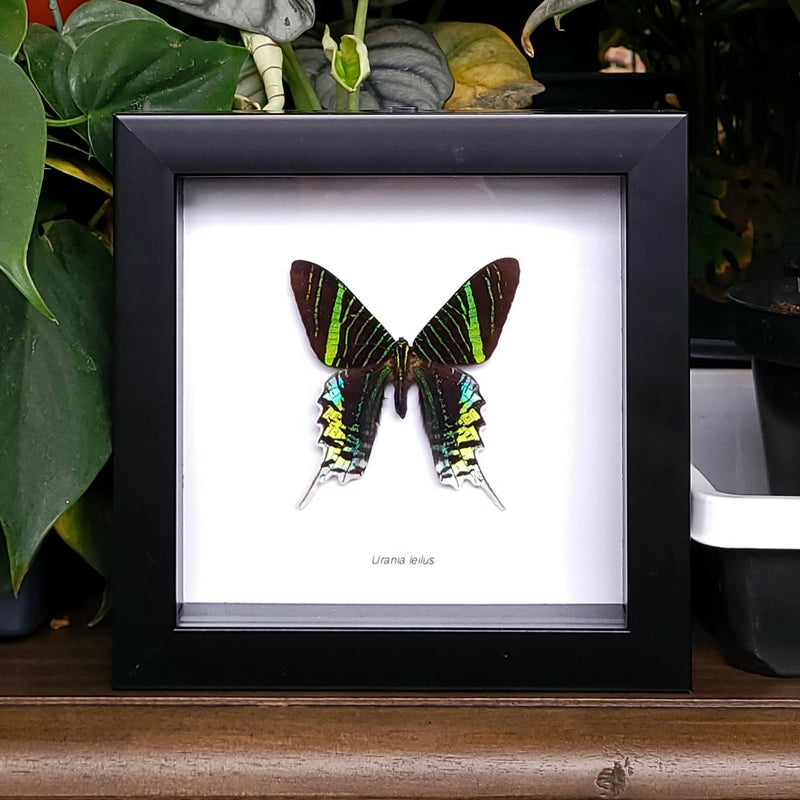 Green-banded Urania Moth in Frame