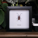 Pavieia superba In Frame