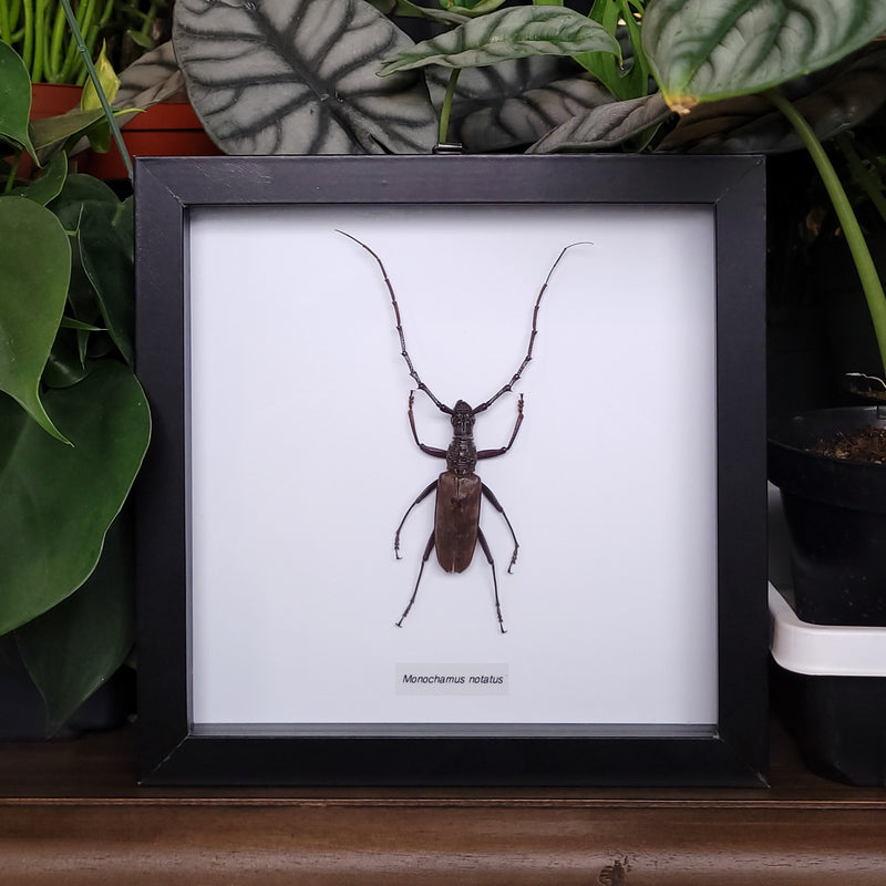 Northeastern Pine Sawyer Beetle in Frame