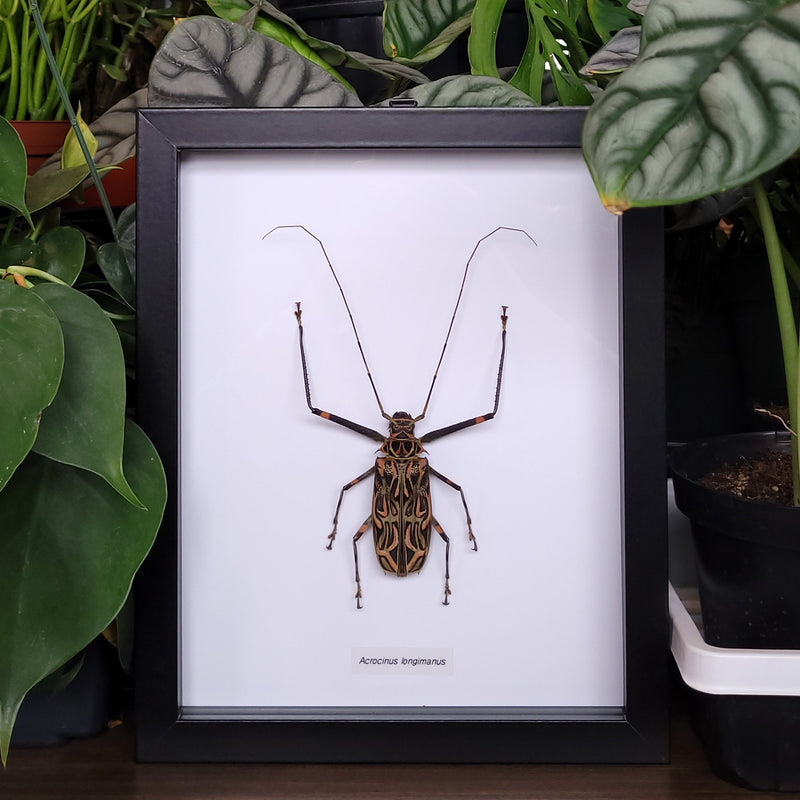 Harlequin Beetle in Frame