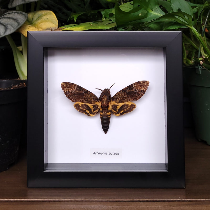 Death's Head Hawkmoth in Frame