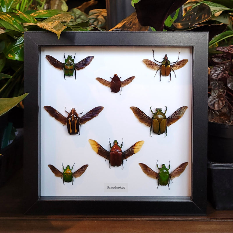 Scarab Beetle Collection in Frame