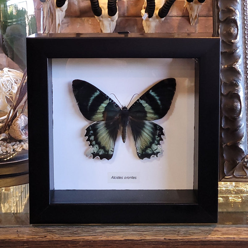Blue Day-flying Moth in Frame