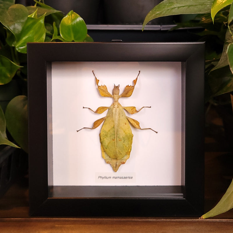 Leaf Insect in Frame