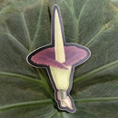 Corpse Flower Sticker