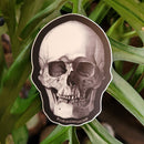 Human Skull Sticker