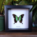 Peranthus Swallowtail in Frame