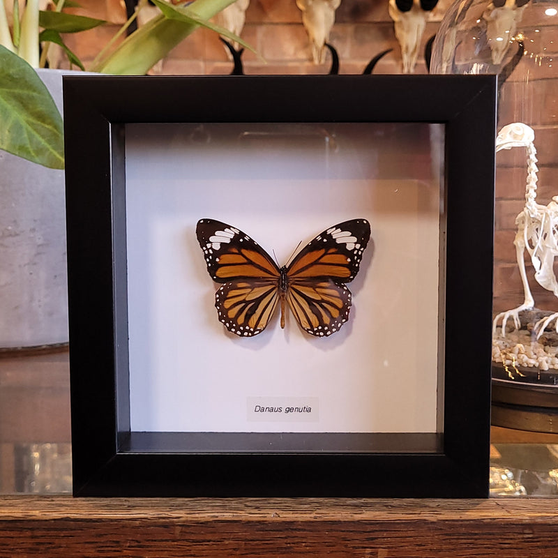 Common Tiger Butterfly in Frame