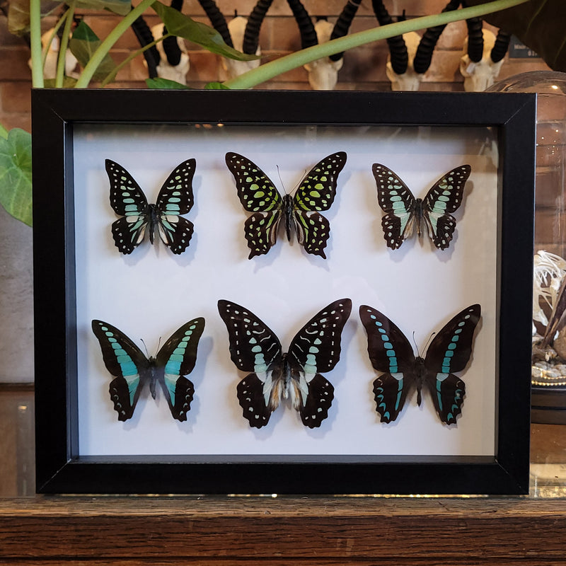 Graphium Butterfly Collection in Frame