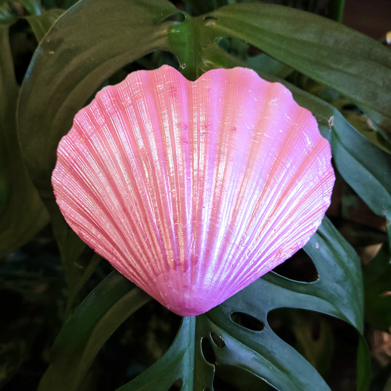 Pink Heart Scalloped Shell