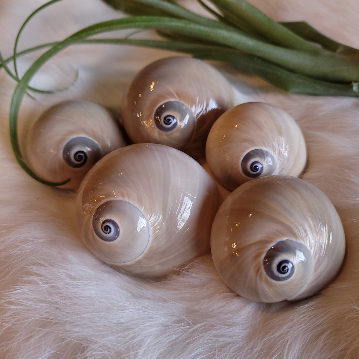 Whale's Eye Shell
