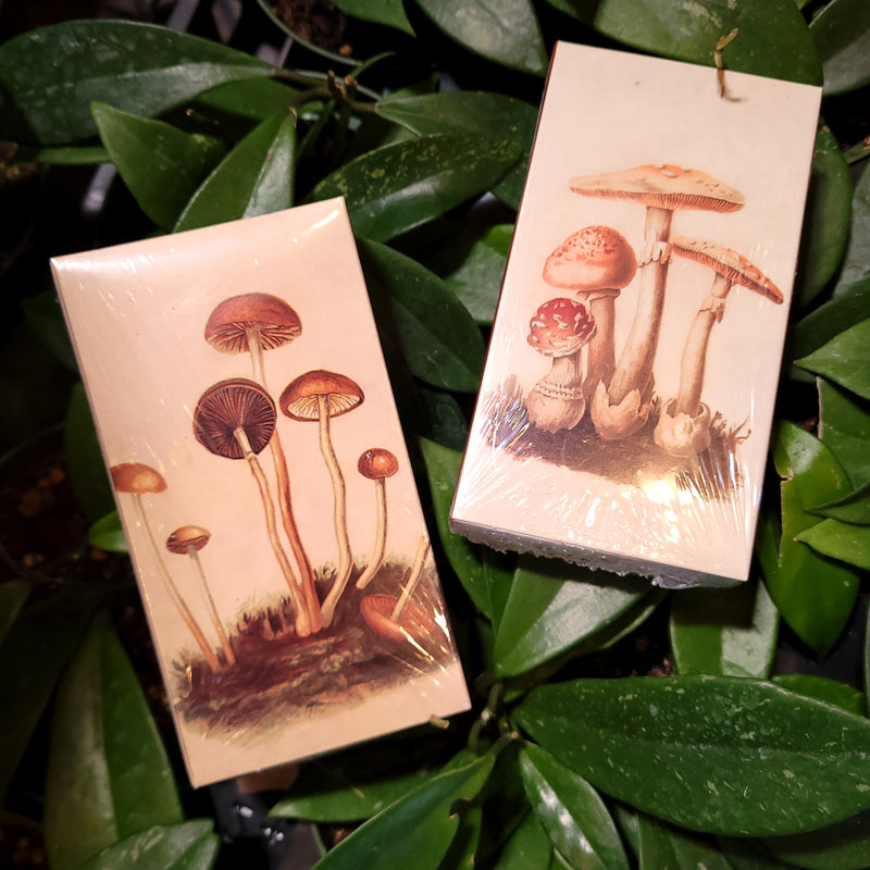 Mushroom Matchbox