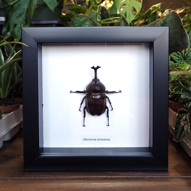 Japanese Rhinoceros Beetle in Frame