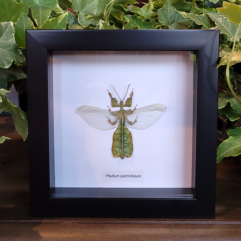 Javanese Leaf Insect in Frame