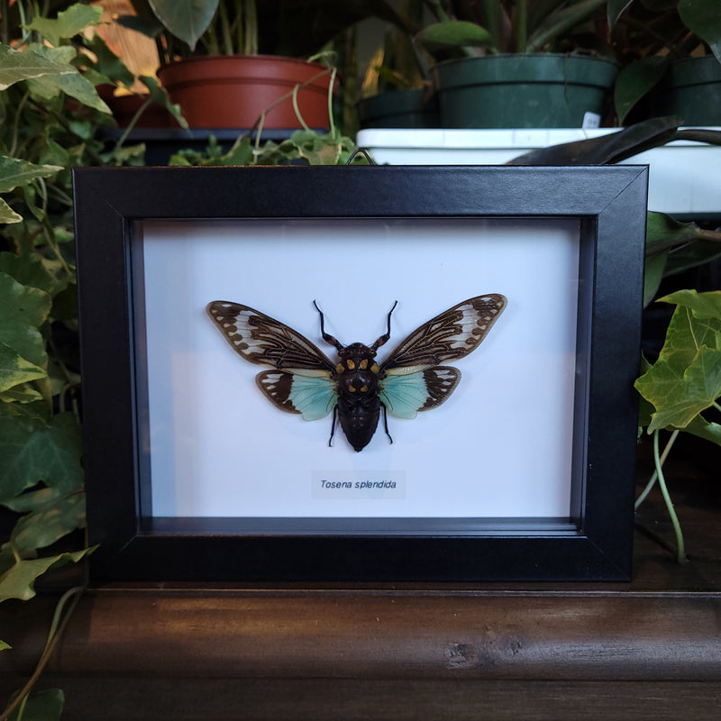 Mint Cicada in Frame