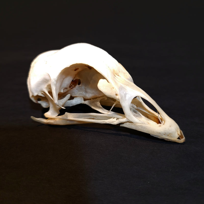 Chicken Skull