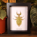Leaf Insect in Frame
