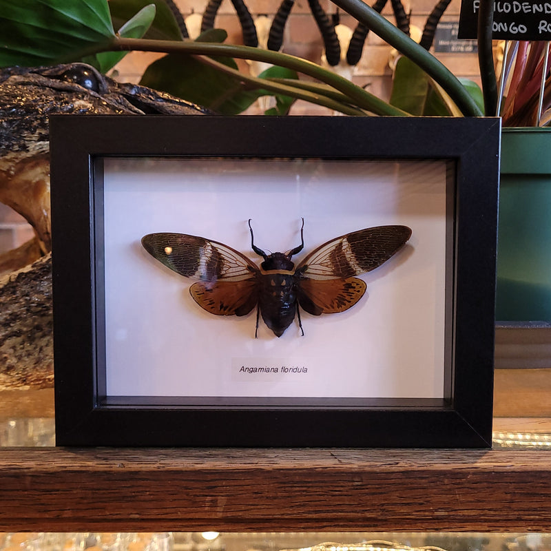 Angamiana floridula Cicada in Frame