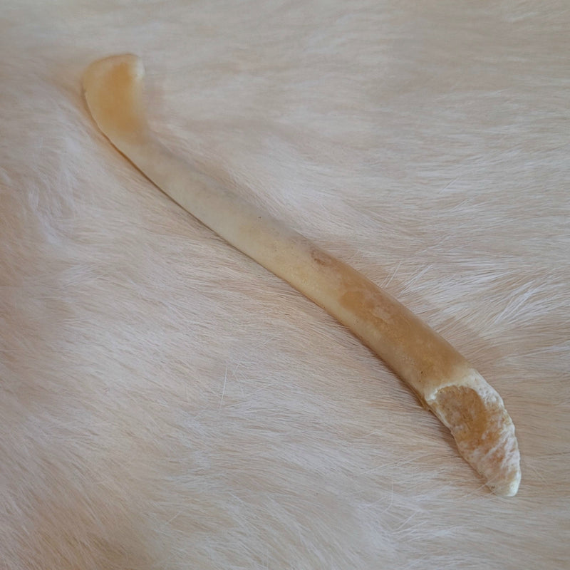 Otter Baculum