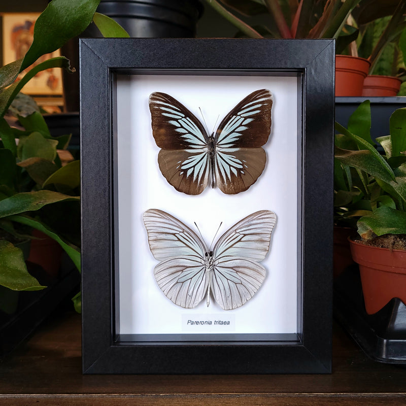 Wanderer Butterfly Comparison in Frame