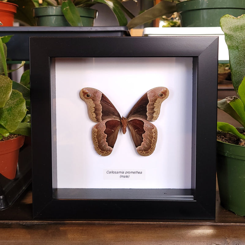 Promethea Silkmoth in Frame